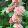 50 SUMMER CARNIVAL HOLLYHOCK Double Mixed Colors Red Pink White Yellow Peach Alcea Rosea Flower Seeds