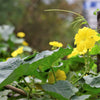 25 Small APPLE GOURD Cucurbita Pepo Ornamental Squash Seeds
