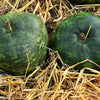 25 Small APPLE GOURD Cucurbita Pepo Ornamental Squash Seeds