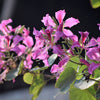 10 PURPLE ORCHID TREE Bauhinia Purpurea Camel's Foot Butterfly Flower Tree Hummingbird Seeds