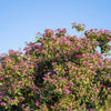 10 PURPLE ORCHID TREE Bauhinia Purpurea Camel's Foot Butterfly Flower Tree Hummingbird Seeds