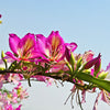 10 PURPLE ORCHID TREE Bauhinia Purpurea Camel's Foot Butterfly Flower Tree Hummingbird Seeds