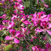 10 PURPLE ORCHID TREE Bauhinia Purpurea Camel's Foot Butterfly Flower Tree Hummingbird Seeds