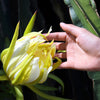 20 YELLOW DRAGON FRUIT ( Pitaya / Pitahaya / Strawberry Pear ) Hylocereus Megalanthus Cactus White Flower Seeds