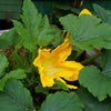 50 GOLDEN ZUCCHINI Heirloom Summer Bush Squash Cucurbita Pepo Yellow Vegetable Seeds