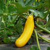 50 GOLDEN ZUCCHINI Heirloom Summer Bush Squash Cucurbita Pepo Yellow Vegetable Seeds
