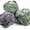 70 RED Ball BRUSSEL SPROUT Brussels Sprouts Brassica Oleracea Gemmifera Vegetable Seeds
