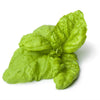 500 LETTUCE LEAF BASIL Ocimum Basilicum Huge Leaves Herb Seeds
