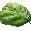 500 LETTUCE LEAF BASIL Ocimum Basilicum Huge Leaves Herb Seeds