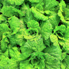 500 LETTUCE LEAF BASIL Ocimum Basilicum Huge Leaves Herb Seeds