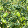 25 GREEN CHICK PEA Chickpea aka Garbanzo Bean Green Chana Cicer Arietinum Legume Vegetable Seeds