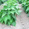 50 DRAGON TONGUE Wax BEAN Yellow & Purple Dragon's Tongue Phaseolus Vulgaris Legume Vegetable Seeds
