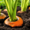 800 PARISIAN CARROT Parisienne Carrot Daucas Carota Sativus Orange Vegetable Seeds