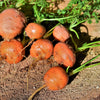 800 PARISIAN CARROT Parisienne Carrot Daucas Carota Sativus Orange Vegetable Seeds
