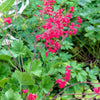 100 Red VIVID CORAL BELLS Heuchera Sanguinea Sanguineum Scarlet Shade Flower Seeds