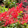100 Red HEUCHERA SPLENDENS Coral Bells Heuchera Sanguinea Sanguineum Shade Flower Seeds