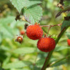 20 AUSTRALIAN RASPBERRY aka Queensland & Atherton Raspberry Rubus Probus Red Berry Fruit Shrub Seeds
