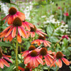 25 CHEYENNE SPIRIT CONEFLOWER Echinacea Orange Red Yellow Purple Pink White Herb Flower Seeds