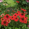 25 CHEYENNE SPIRIT CONEFLOWER Echinacea Orange Red Yellow Purple Pink White Herb Flower Seeds