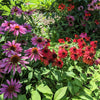 25 CHEYENNE SPIRIT CONEFLOWER Echinacea Orange Red Yellow Purple Pink White Herb Flower Seeds