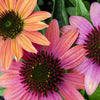 25 CHEYENNE SPIRIT CONEFLOWER Echinacea Orange Red Yellow Purple Pink White Herb Flower Seeds