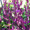 150 TRIPLE PURPLE ORACH Mountain Spinach Atriplex Hortensis Leaf Vegetable Purple Greens Seeds