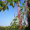 100 RED RIPPER COWPEA Cow Pea Southern Pea Vigna Unguiculata Legume Bean Vegetable Seeds