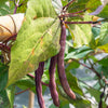 100 RED RIPPER COWPEA Cow Pea Southern Pea Vigna Unguiculata Legume Bean Vegetable Seeds