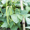 100 LADY COWPEA Cow Pea Southern Pea Vigna Unguiculata Legume White Lady Finger Bean Vegetable Seeds