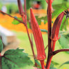 50 JING ORANGE OKRA Abelmoschus Esculentus Yellow & Red Flower Red Orange Vegetable Seeds