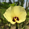 50 JING ORANGE OKRA Abelmoschus Esculentus Yellow & Red Flower Red Orange Vegetable Seeds
