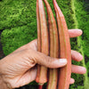 50 JING ORANGE OKRA Abelmoschus Esculentus Yellow & Red Flower Red Orange Vegetable Seeds