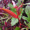 50 JING ORANGE OKRA Abelmoschus Esculentus Yellow & Red Flower Red Orange Vegetable Seeds