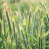350 AROOSTOOK RYE Secale Cereale Cereal Grain Hardy Winter Cover Crop Seeds