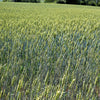 350 AROOSTOOK RYE Secale Cereale Cereal Grain Hardy Winter Cover Crop Seeds
