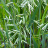 250 Certified ARMOR OAT Oats Avena Sativa Cereal Grain Seeds