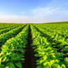 20 Organic MIDORI GIANT SOYBEAN Edamame Glycine Max Green Bean Legume Vegetable Seeds