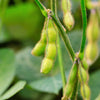 20 Organic MIDORI GIANT SOYBEAN Edamame Glycine Max Green Bean Legume Vegetable Seeds