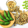 20 Organic MIDORI GIANT SOYBEAN Edamame Glycine Max Green Bean Legume Vegetable Seeds