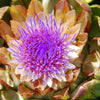 25 CARDOON Cynara Cardunculus aka Artichoke Thistle Perennial Edible Vegetable Seeds