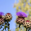 25 CARDOON Cynara Cardunculus aka Artichoke Thistle Perennial Edible Vegetable Seeds