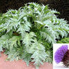 25 CARDOON Cynara Cardunculus aka Artichoke Thistle Perennial Edible Vegetable Seeds
