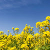 1000 ' WICHITA ' Winter CANOLA Brassica Napus Rape Oilseed Cover Crop Seeds