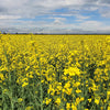 1000 ' WICHITA ' Winter CANOLA Brassica Napus Rape Oilseed Cover Crop Seeds