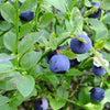 50 LOWBUSH BLUEBERRY Vaccinium Angustifolium Blue Berry Fruit Dwarf Shrub Seeds
