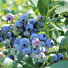 50 SOUTHERN HIGHBUSH BLUEBERRY Pre-Stratified Vaccinium Corymbosum Blue Berry Fruit Bush Shrub Seeds