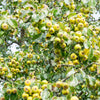 25 ANTONOVKA APPLE TREE Malus Pumila var. Antonovka Yellow Green Fruit Pink White Flower Seeds