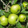 25 ANTONOVKA APPLE TREE Malus Pumila var. Antonovka Yellow Green Fruit Pink White Flower Seeds