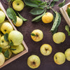 25 ANTONOVKA APPLE TREE Malus Pumila var. Antonovka Yellow Green Fruit Pink White Flower Seeds