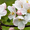 25 ANTONOVKA APPLE TREE Malus Pumila var. Antonovka Yellow Green Fruit Pink White Flower Seeds